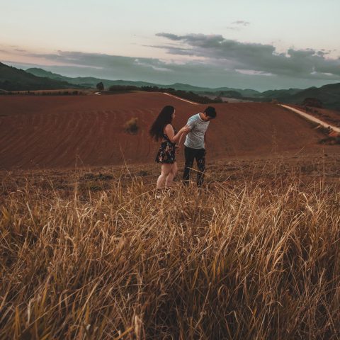 Autumn Wheat Field